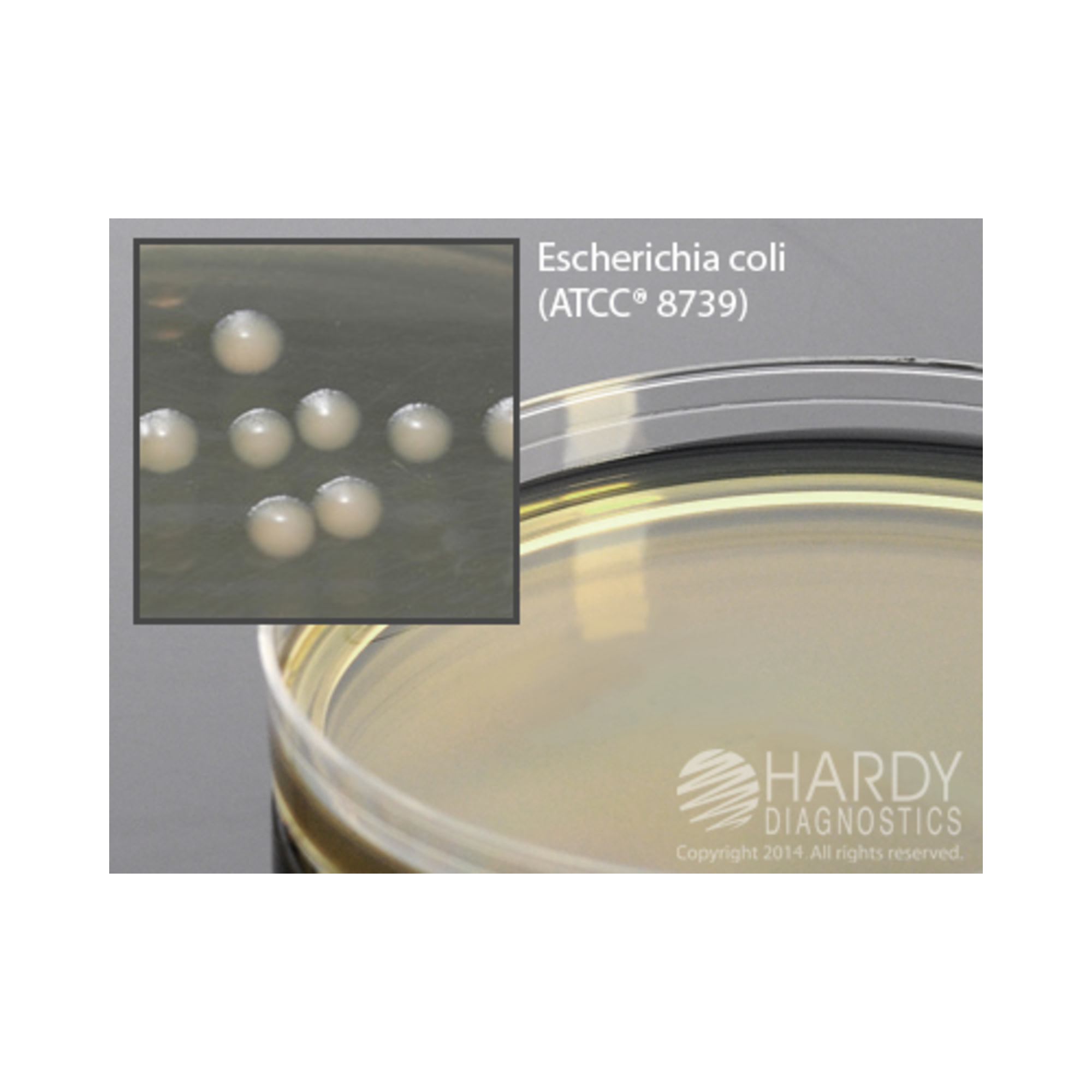 Hardy Diagnostics G77 CulGenex LB Agar, Lennox (MOQ=10)