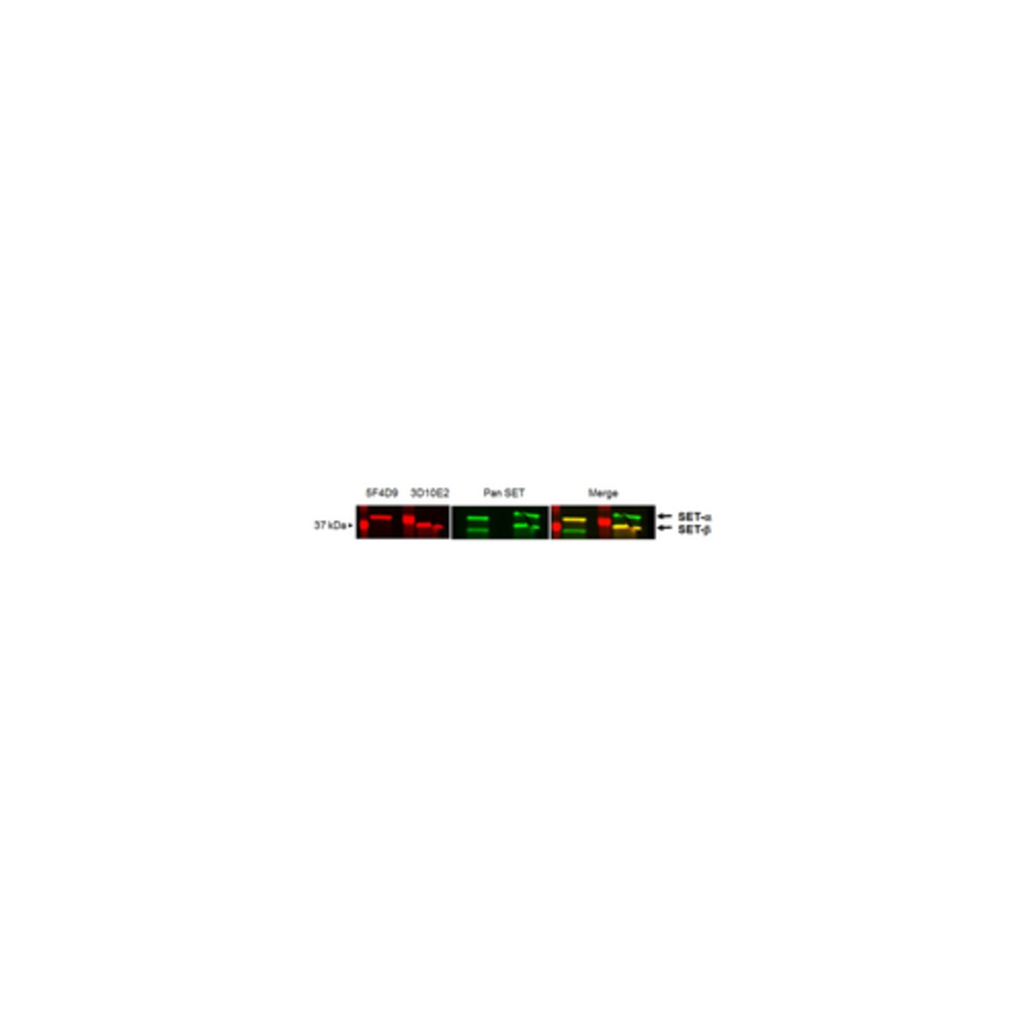 Clone Software Button Merck Millipore - MABN1863 - Anti-SET-alpha, clone 5F4D9 | Proteins ...