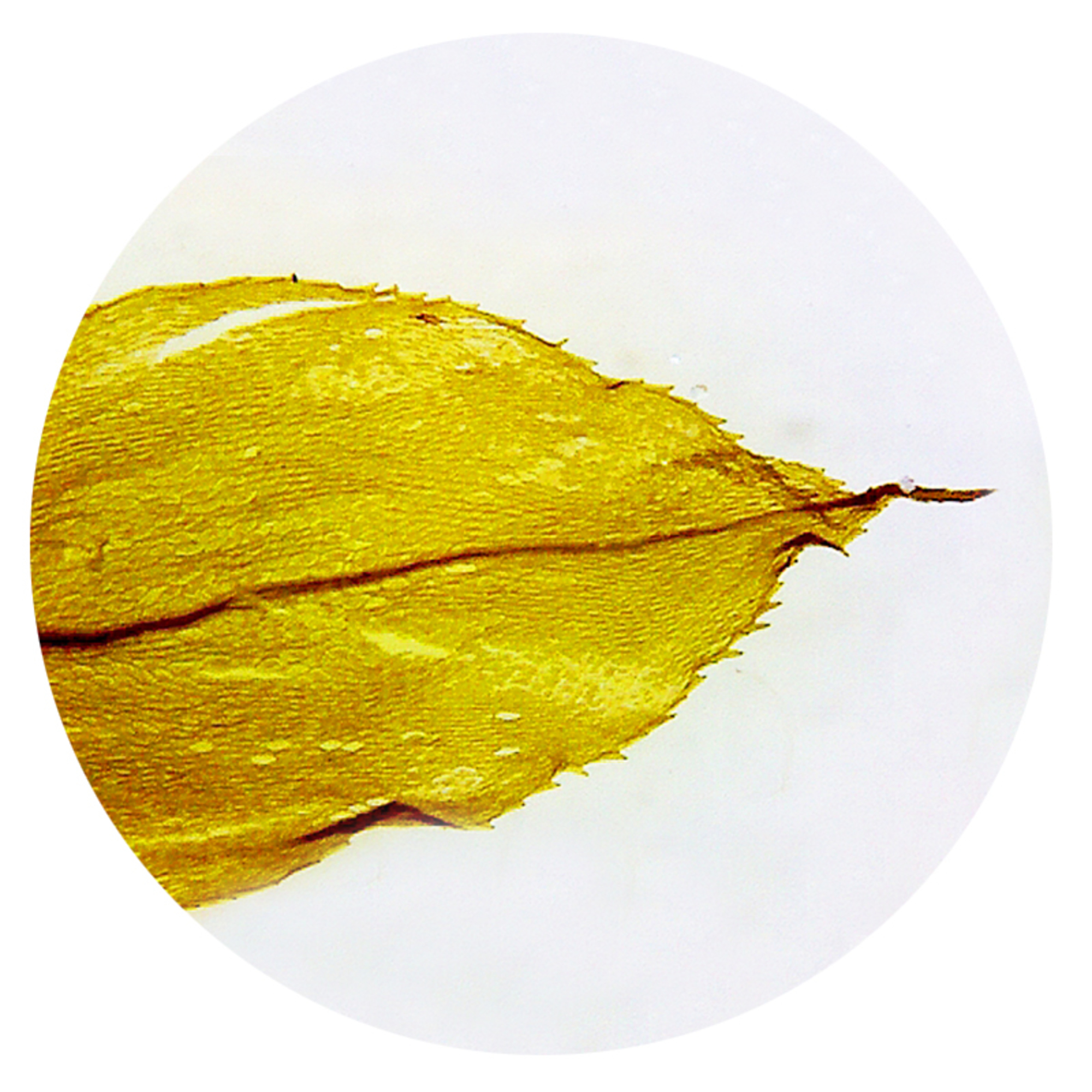 American Scientific - 70-1055 - Prepared Slides, Moss Leaf w.m., each ...